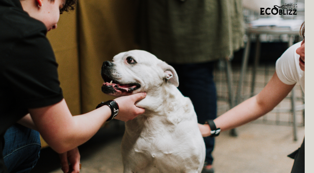 Eco-Friendly Pet Care: Sustainable Living Tips for Animal Lovers 1 Untitled 800 x 800 px 640 x 353 px 640 x 353